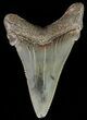 Serrated, Angustidens Tooth - Megalodon Ancestor #70517-1